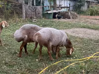 암양, Arashan sheep — 사진 3