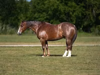 公马, Quarter Horse — 照片 1
