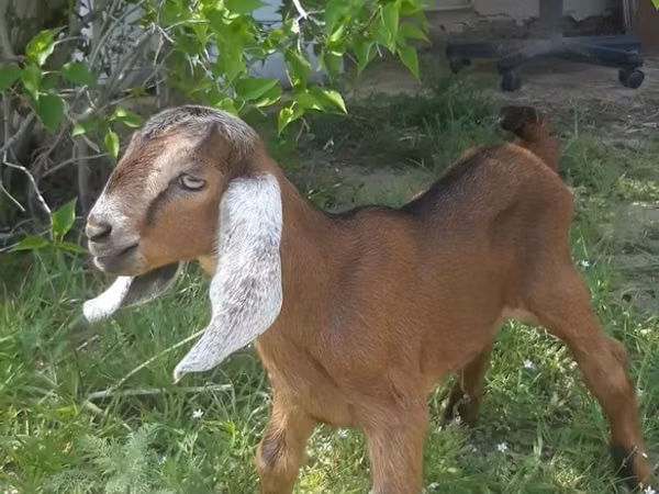 Jarac, Nubian Goat — Казахстан