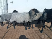 암양, Romanov sheep — 사진 2