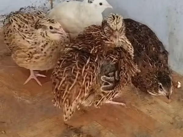 Quails — Azerbaijan