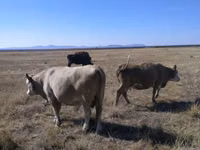 Bull, Swiss cattle — photo 2