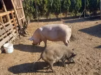 ሴት አሣማ — ፎቶ 2
