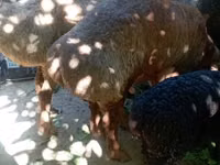 Carnero, Rhon sheep — foto 2