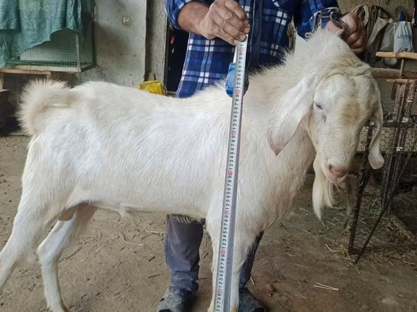 تيس, Nubian Goat