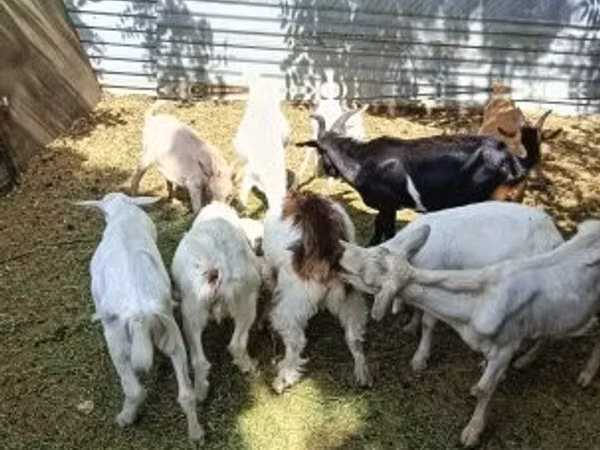 بکرا, Saanen goat