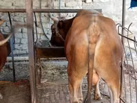 Bull, Cattle — photo 3
