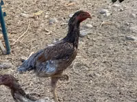 Chickens — foto 1