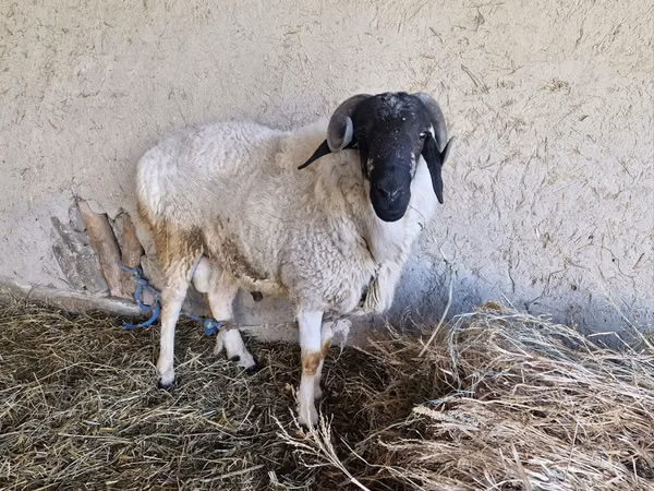 Ram, Hissar sheep — Uzbekistan