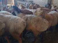 Carnero, Arashan sheep — foto 2