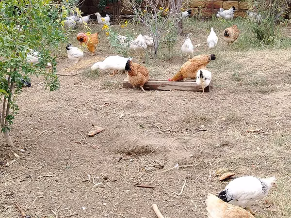 Chickens — Azerbaijan