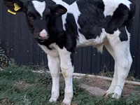 Ցուլ, Swiss cattle — լուսանկար 4