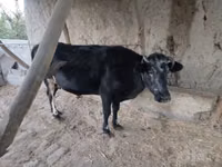 Cow, Cattle — photo 3