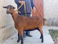 Ged, Alpine goat — foto 3