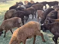 Kambing jantan, Sheep — foto 1