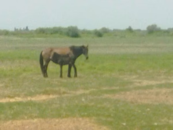 Cavalla, Cavalli — Azerbaigian