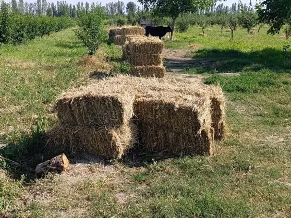 O't press sotiladi
