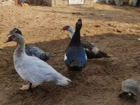 Ducks — photo 6