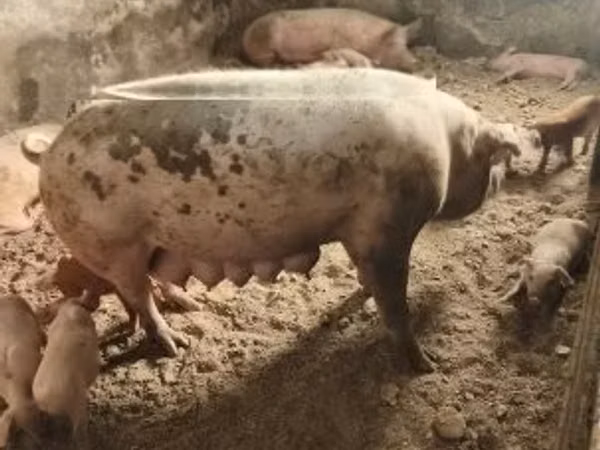 Locha, Świnie