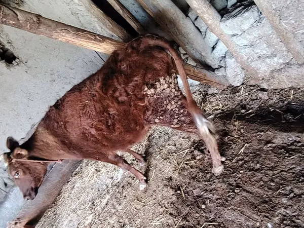 Cow, Cattle — Uzbekistan