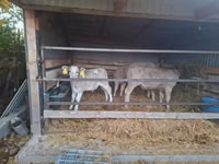 گاو نر, Simmental cattle — عکس 2