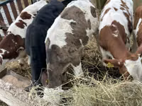 İribuynuzlu mal-qara (partiya, cinsi göstərilməyib), Simmental cattle — foto 3