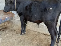 Bika, Aberdeen-Angus — 5. fotó