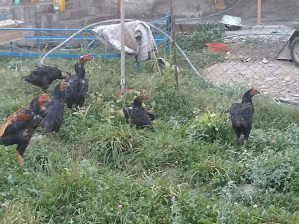 Chickens — Kyrgyzstan