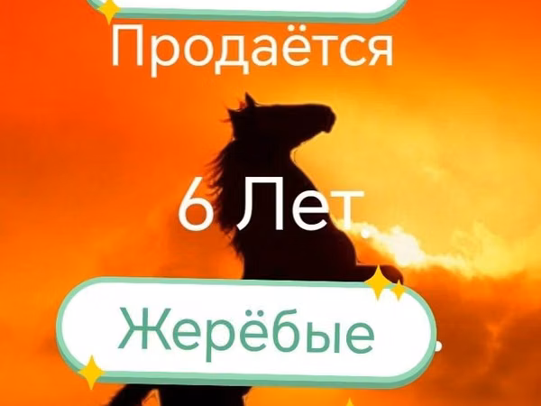Kuda betina, Horses — Kazakhstan