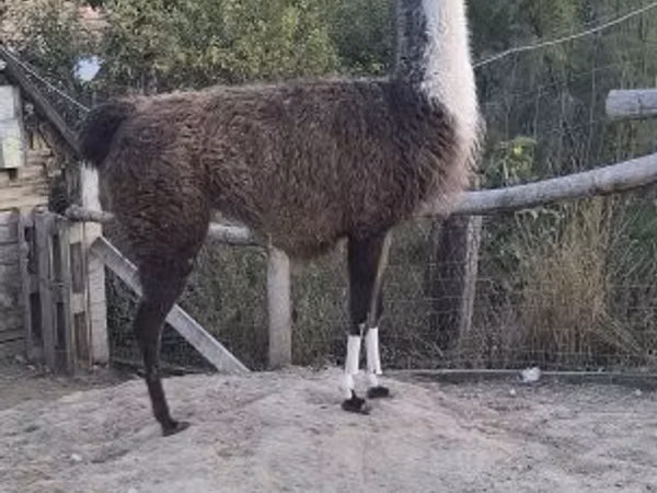 Camella, Camellos