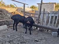 Ram, Sheep — photo 3