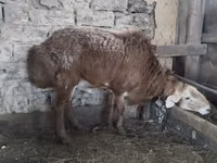 የጎትት አውራ በግ, Sheep — ፎቶ 1