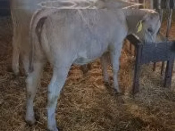 Cow, Cattle — Hungary