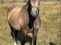 Mare, Horses — photo 3