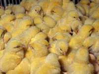 Chickens — φωτογραφία 6