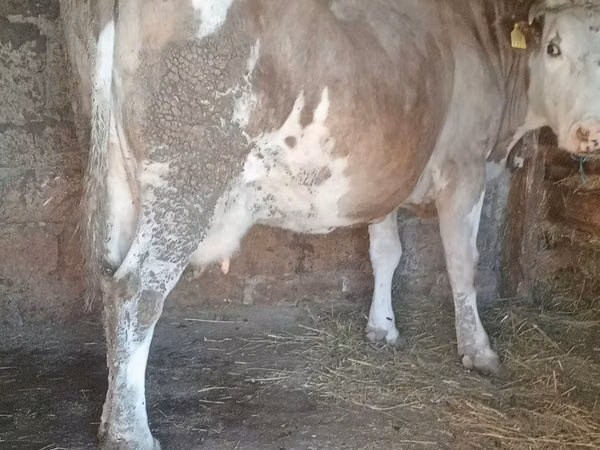 Ko, Simmental cattle