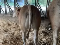 सांड, Blonde d’Aquitane cattle — फ़ोटो 2