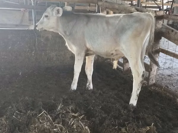 公牛, Swiss cattle