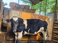 Bull, Russian Black pied cattle — photo 1