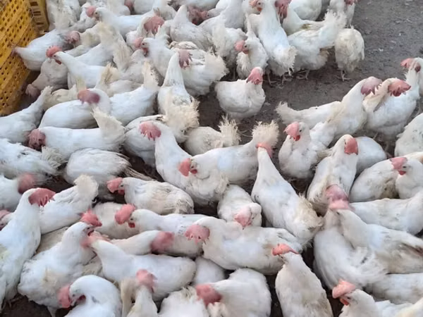 Chickens — Azerbaijan
