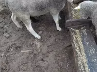 قوچ, Ile-de-France sheep — عکس 4