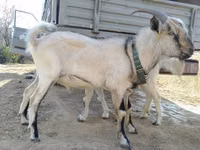 ஆண் வெள்ளாடு, Alpine goat — புகைப்படம் 2