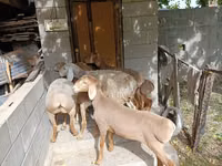 Sheep, Arashan sheep — photo 2
