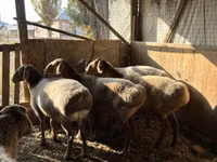 Får, Arashan sheep — foto 1