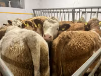 Үнээ, Simmental cattle — 1 зураг
