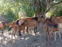 Mare, Horses — photo 3