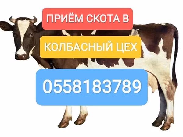 Bull, Holstein breed — Kyrgyzstan