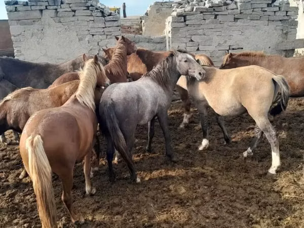 مادیان, Horse breed