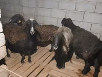 Biri-biri betina, Sheep — foto 1