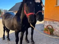 Kůň, Koně — foto 1